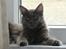 Maine Coon Blackangel's Magby
