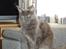 Maine Coon Blackangel's Magby