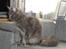 Maine Coon Blackangel's Magby