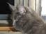 Maine Coon Blackangel's Magby