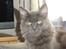 Maine Coon Blackangel's Magby
