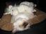 Hellig Birma Chicabee Final Furball (Nelli)~*Himmelkat*~