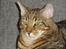 Huskat Mr. Tomiss