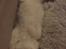 Ragdoll Rafael Santi a Camelot Treasure DK Ragdoll