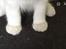Ragdoll Rafael Santi a Camelot Treasure DK Ragdoll
