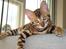 Bengal Tristan