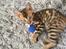 Bengal Tristan