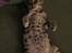 Bengal Shelby
