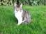 Huskat Mille