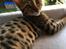 Bengal Apollo