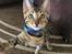 Bengal Apollo