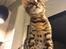 Bengal Apollo