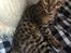 Bengal Apollo