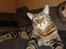 Huskat Mr. Tomiss