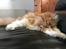 Maine Coon Timitas Danish Dynamite