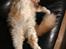 Maine Coon Timitas Danish Dynamite