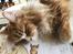 Maine Coon Timitas Danish Dynamite