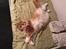 Maine Coon Timitas Danish Dynamite