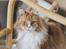 Maine Coon Timitas Danish Dynamite