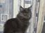 Maine Coon Blackangel's Magby