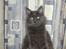 Maine Coon Blackangel's Magby