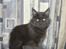 Maine Coon Blackangel's Magby
