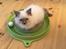 Ragdoll Phoebe