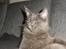 Maine Coon Blackangel's Magby