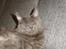 Maine Coon Blackangel's Magby