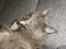 Maine Coon Blackangel's Magby