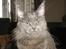 Maine Coon Blackangel's Magby