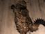 Maine Coon Baby (poly)