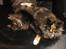 Maine Coon Baby (poly)