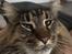 Maine Coon Baby (poly)