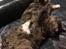 Maine Coon Baby (poly)
