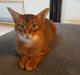 Abyssinier DDOne