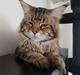 Maine Coon Cody