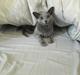 Russian Blue Malevich Empire State Of Mind