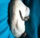Siameser panthera