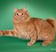 Kurilean Bobtail GIP. DK KorZhik's G. Mac Arthur