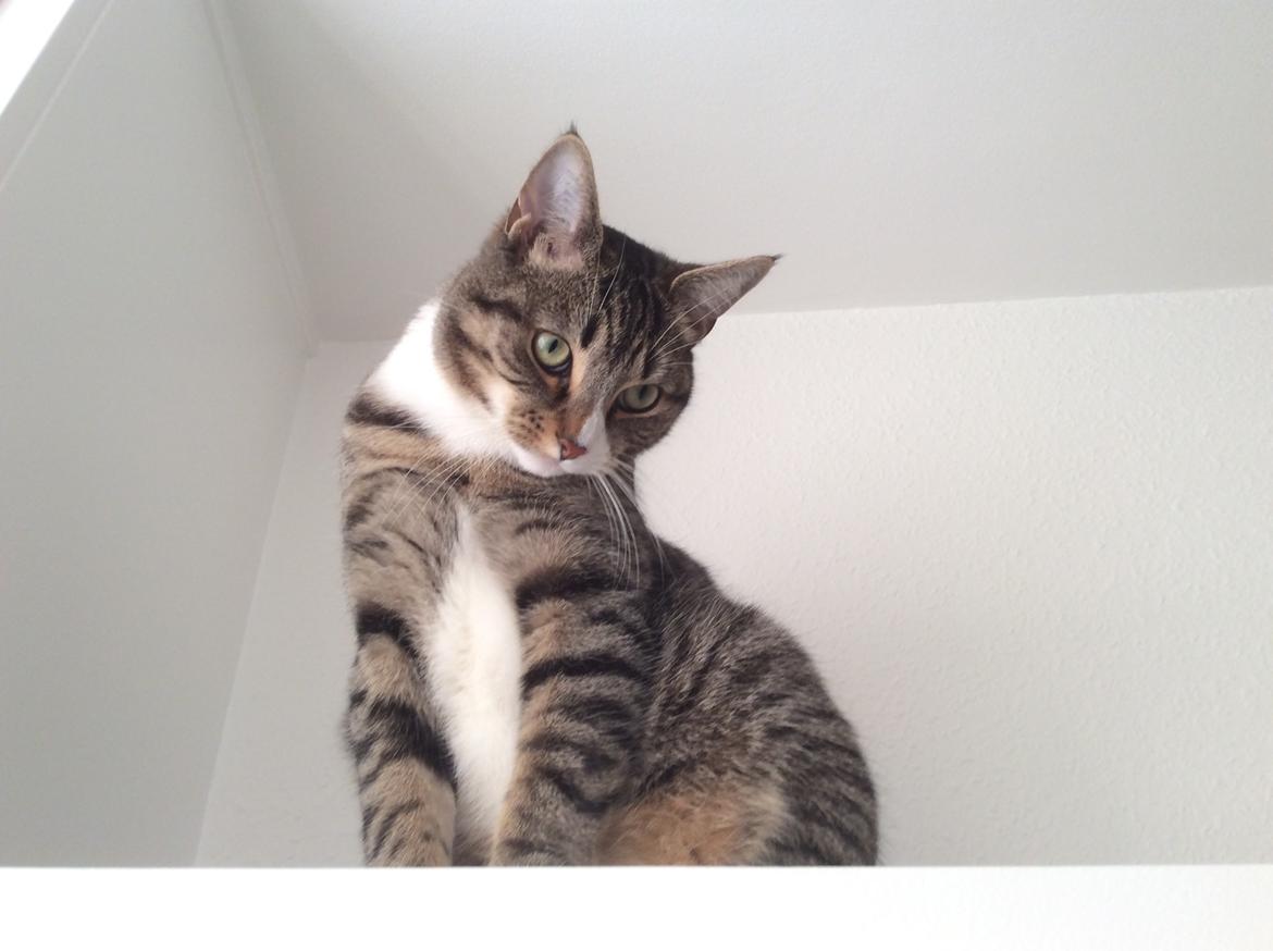 Huskat Tarzan billede 2