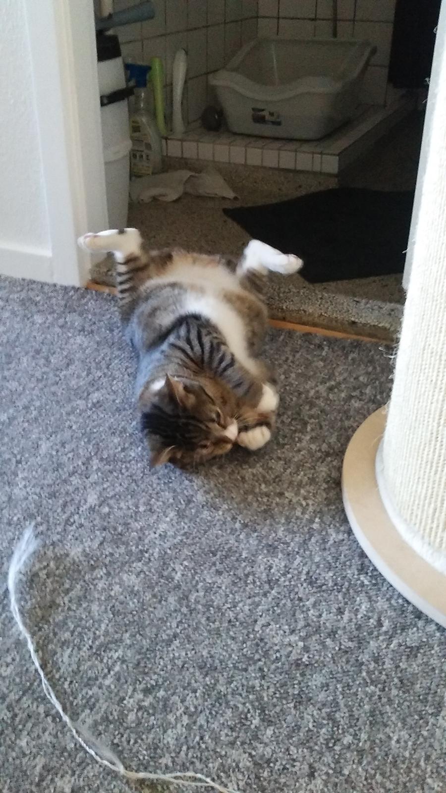 Huskat Tarzan billede 4