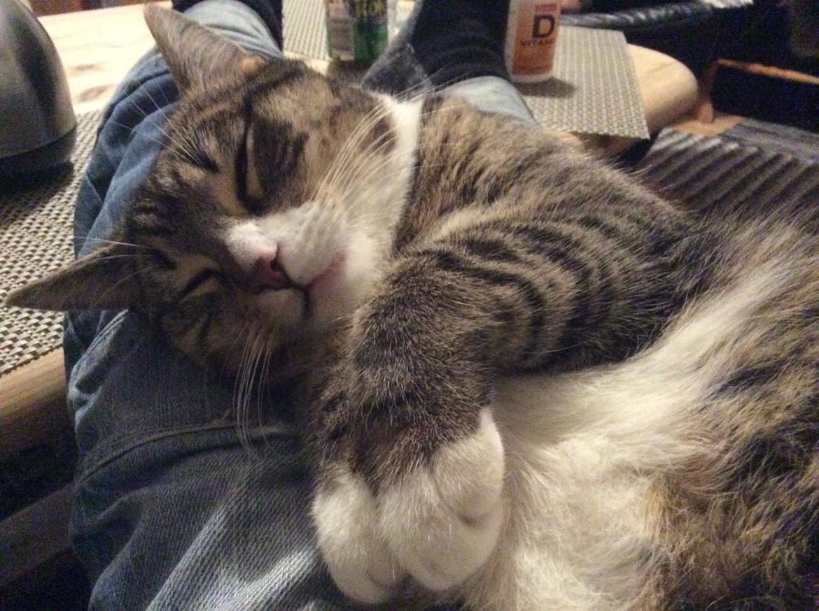 Huskat Tarzan billede 10