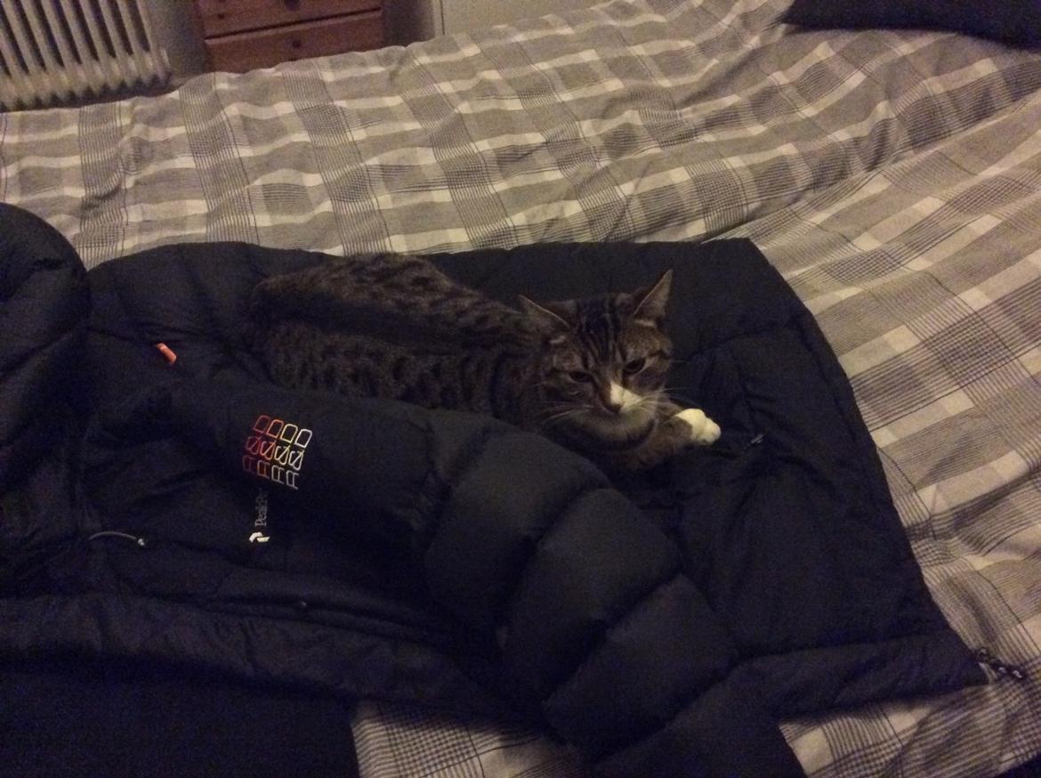 Huskat Tarzan billede 9