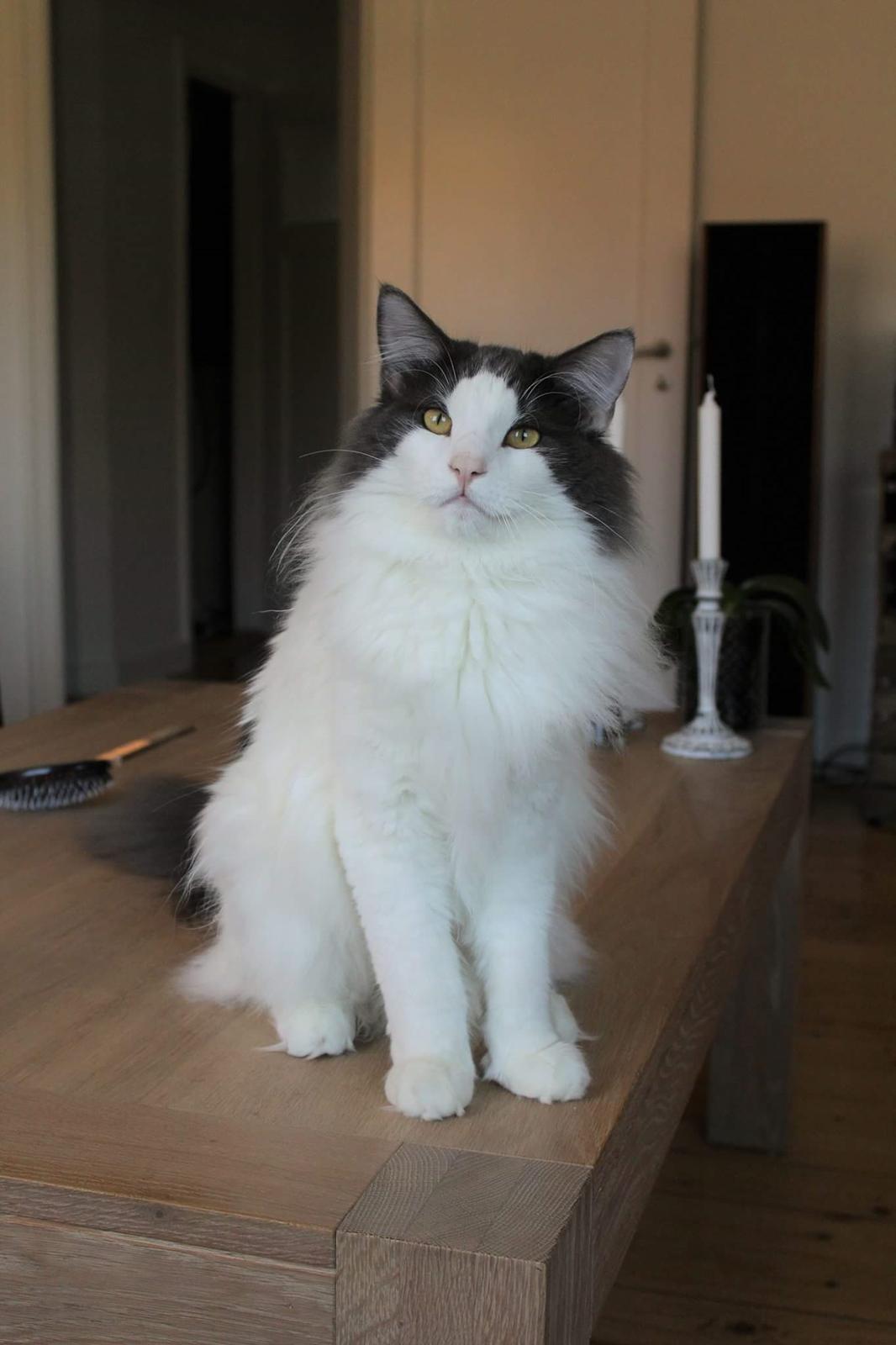 Norsk Skovkat DK Achilla Layla's Ekko billede 31