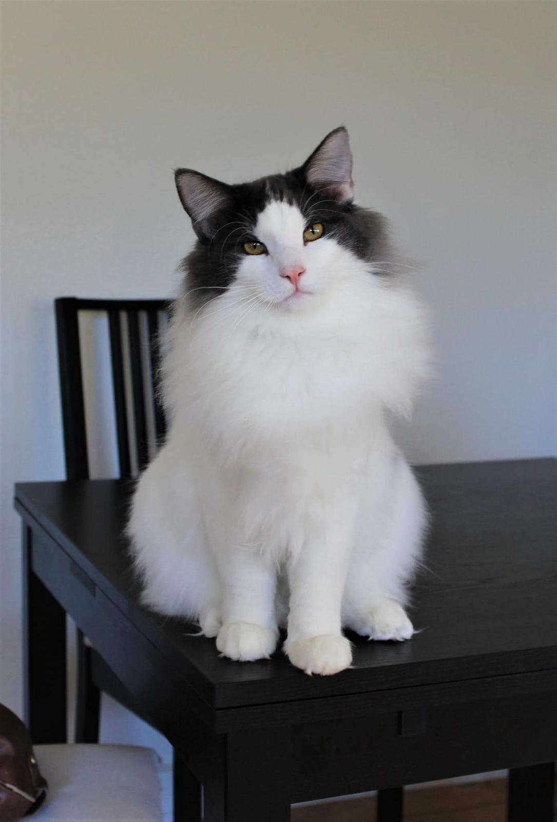 Norsk Skovkat DK Achilla Layla's Ekko billede 37