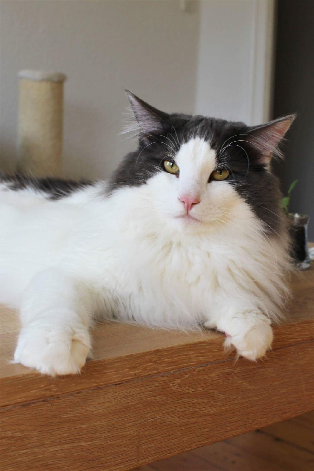 Norsk Skovkat DK Achilla Layla's Ekko billede 42