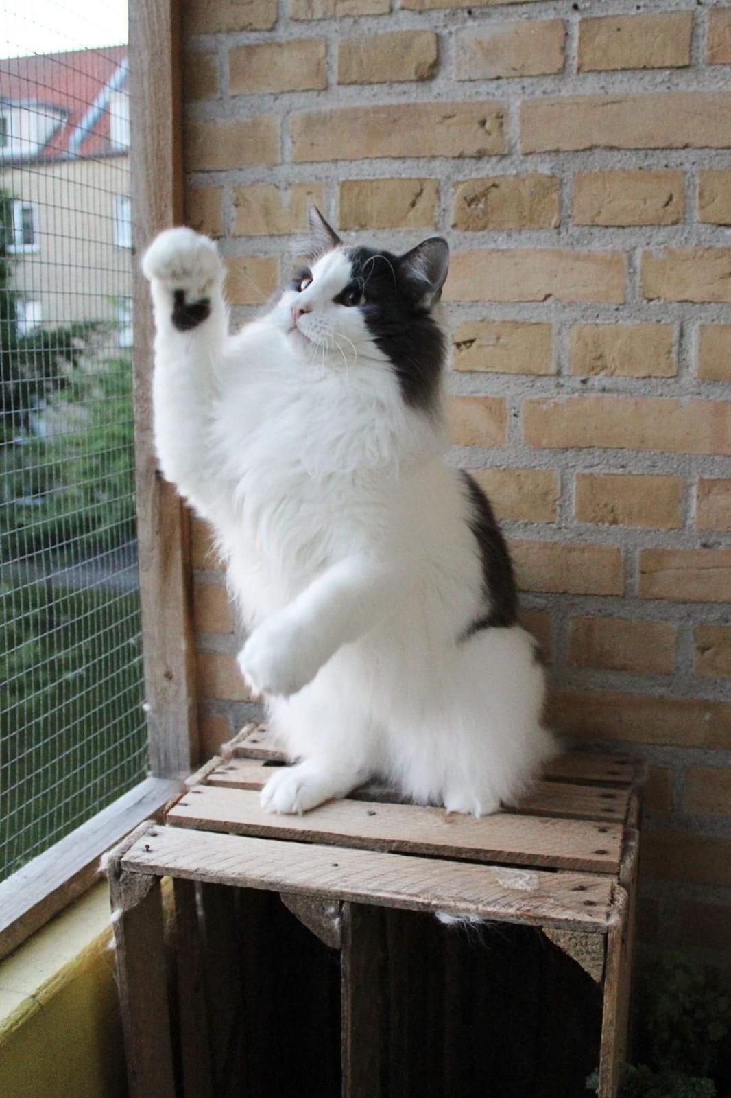 Norsk Skovkat DK Achilla Layla's Ekko billede 47