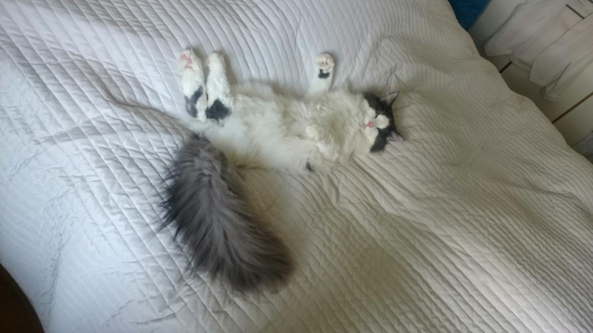 Norsk Skovkat DK Achilla Layla's Ekko billede 49