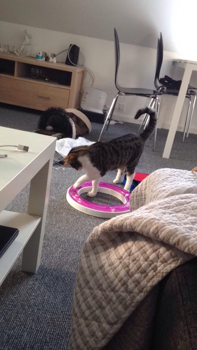 Huskat Mille billede 37